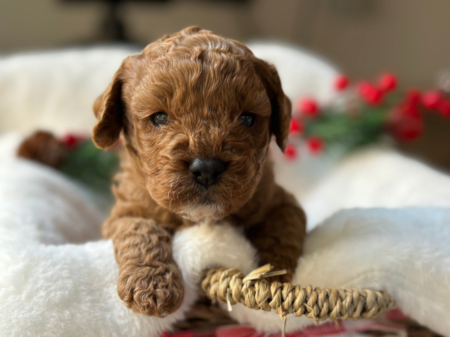 Melbourne Cavoodle Cavoodles love my oodle toy cavoodles cavpoo cavapoo gumtree cavoodle for sale puppies pup pups sydney cavoodle perth cavoodle queensland cavoodle 