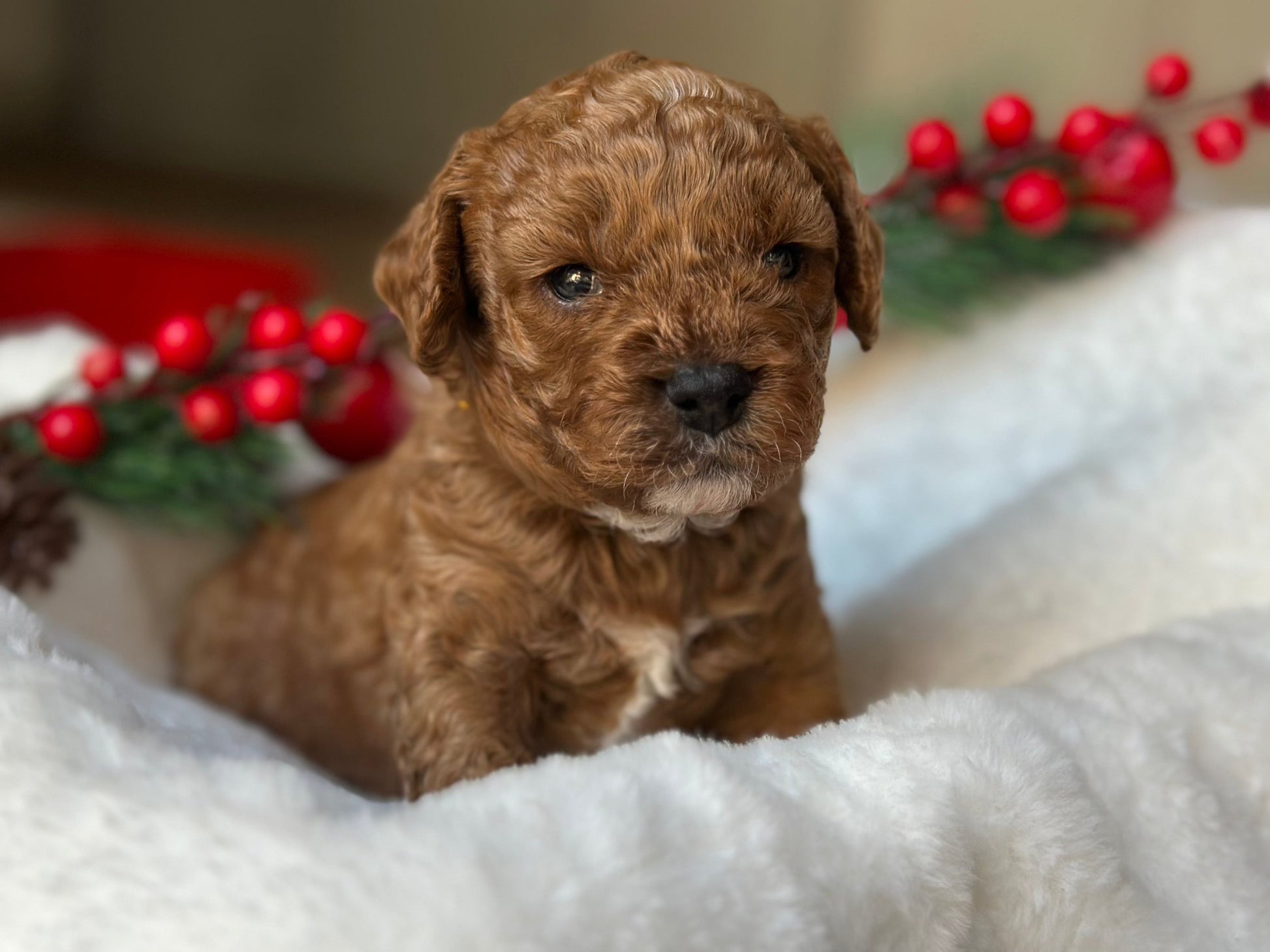Melbourne Cavoodle Cavoodles love my oodle toy cavoodles cavpoo cavapoo gumtree cavoodle for sale puppies pup pups sydney cavoodle perth cavoodle queensland cavoodle 