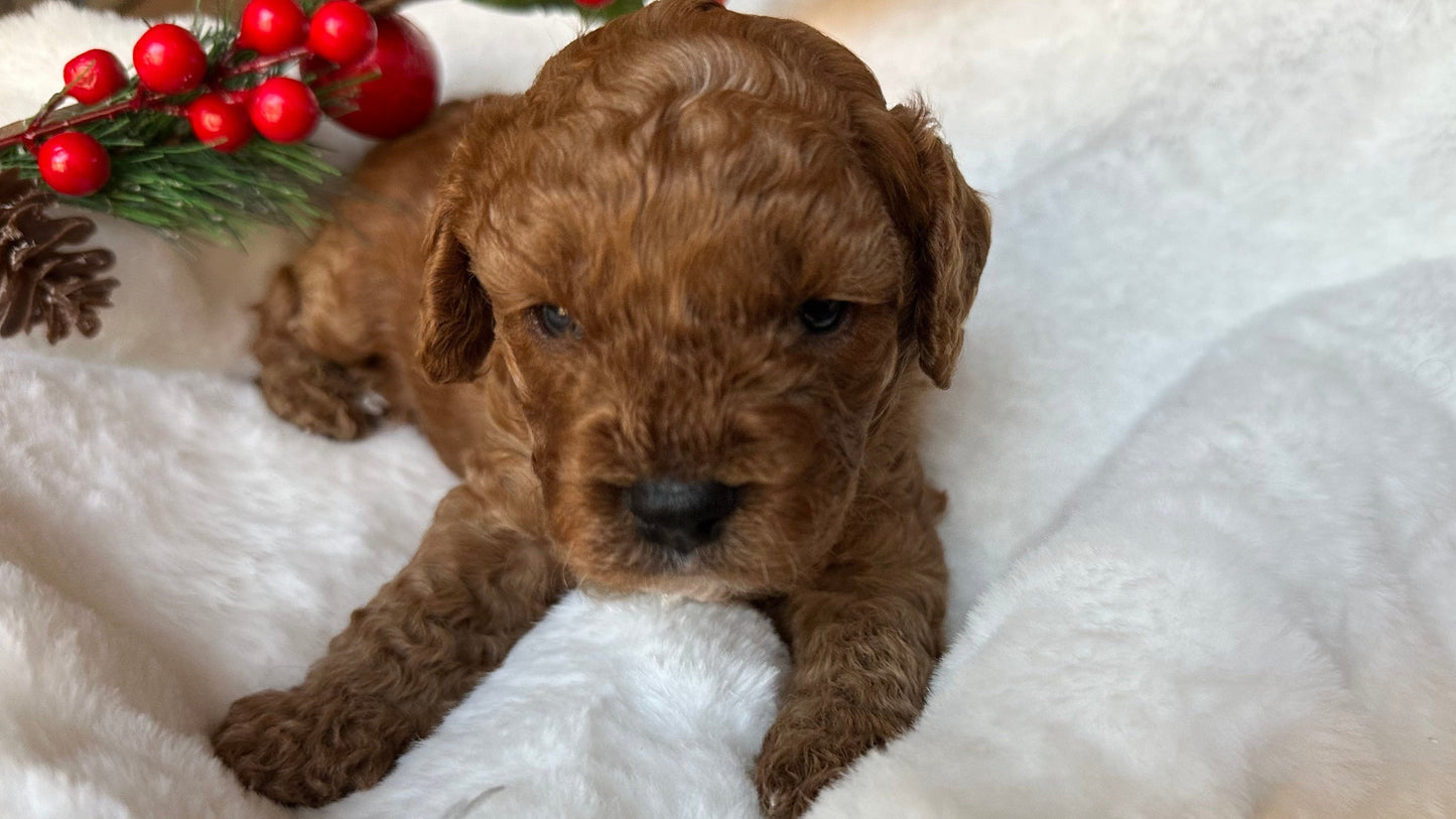 Melbourne Cavoodle Cavoodles love my oodle toy cavoodles cavpoo cavapoo gumtree cavoodle for sale puppies pup pups sydney cavoodle perth cavoodle queensland cavoodle 