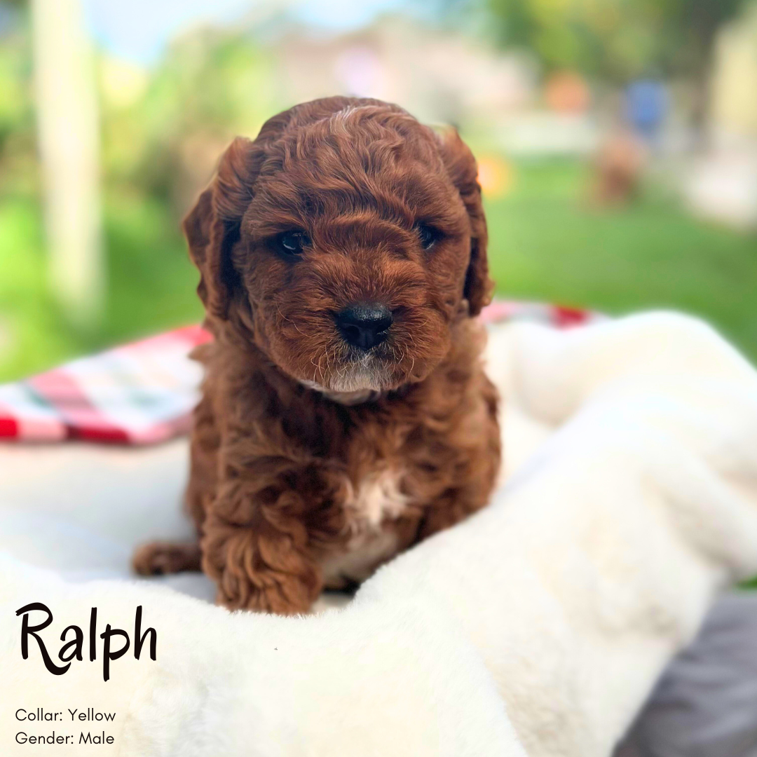 Toy Cavoodle Puppy (Ruby) - Ralph - Love My Cavoodle (Melbourne Cavoodles)