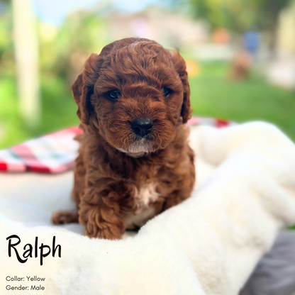 Toy Cavoodle Puppy (Ruby) - Ralph - Love My Cavoodle (Melbourne Cavoodles)