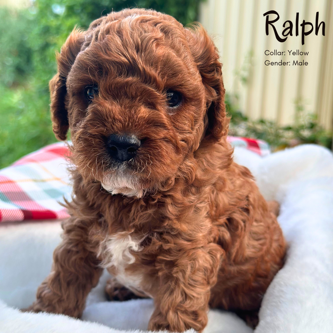 Toy Cavoodle Puppy (Ruby) - Ralph - Love My Cavoodle (Melbourne Cavoodles)