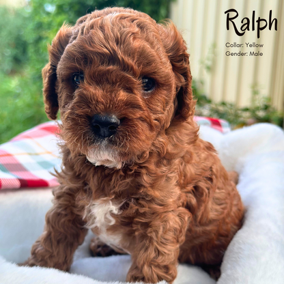 Toy Cavoodle Puppy (Ruby) - Ralph - Love My Cavoodle (Melbourne Cavoodles)